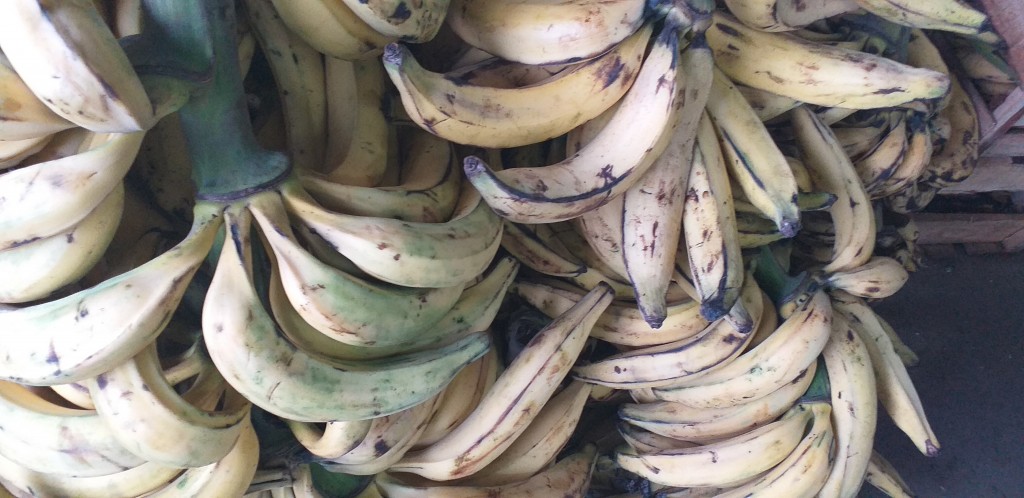 Platano maduro