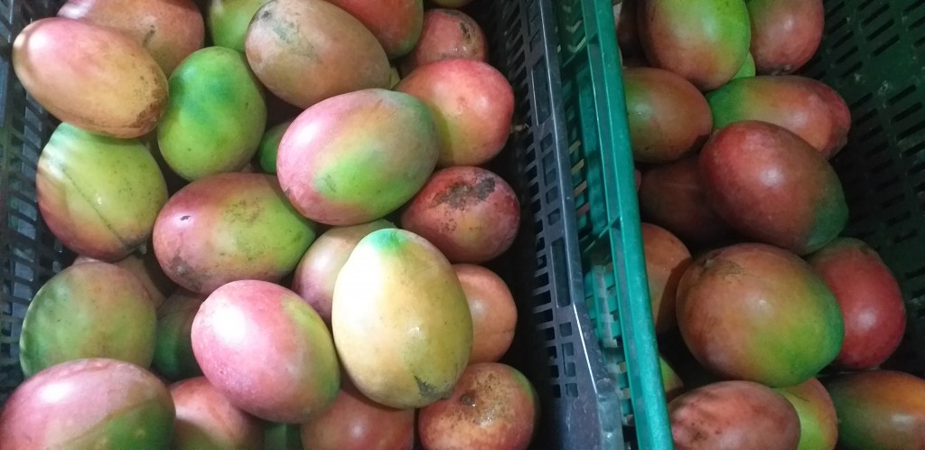 Mango farchi
