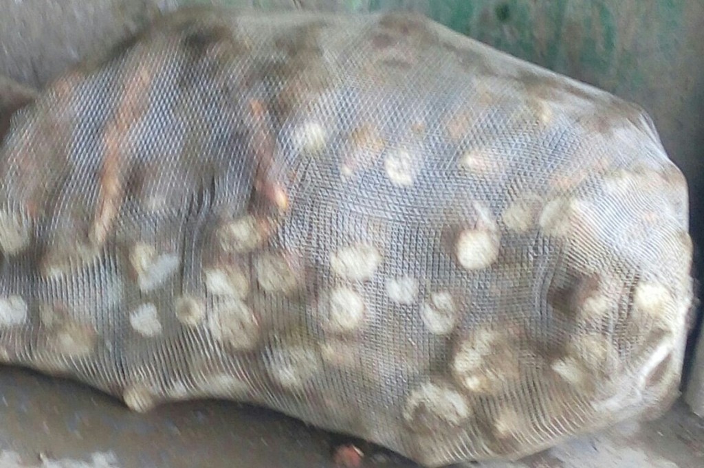 Yuca