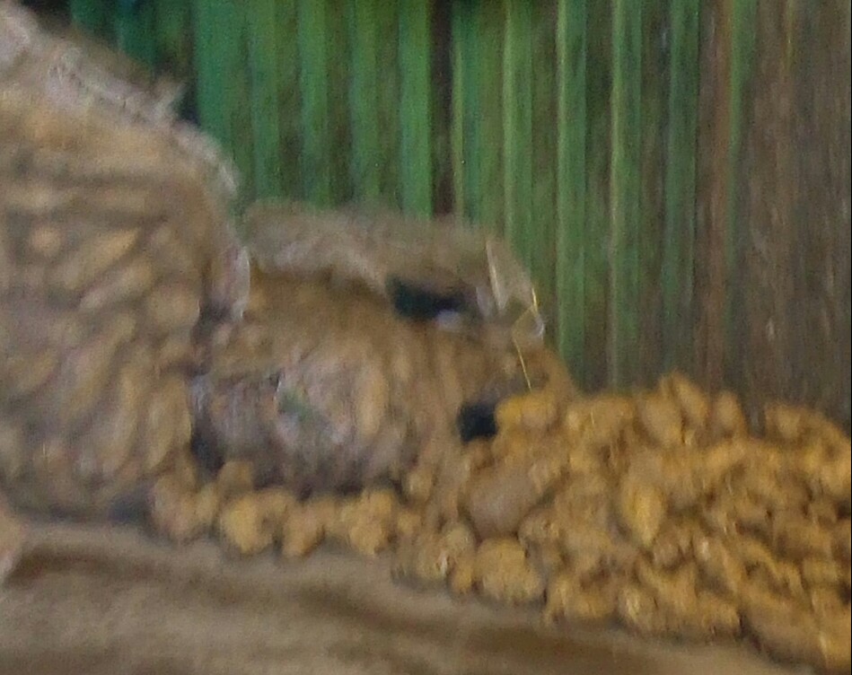 Arracacha