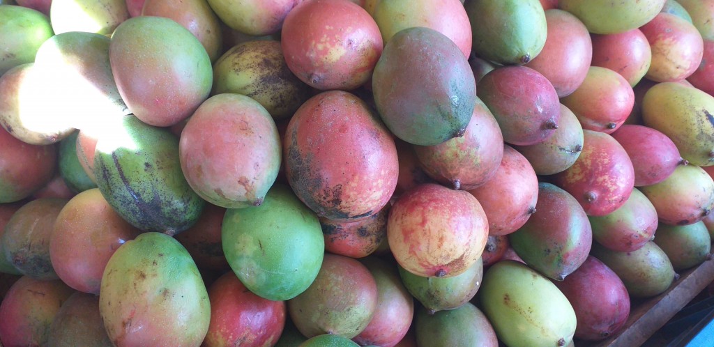 Mango farchi delgado