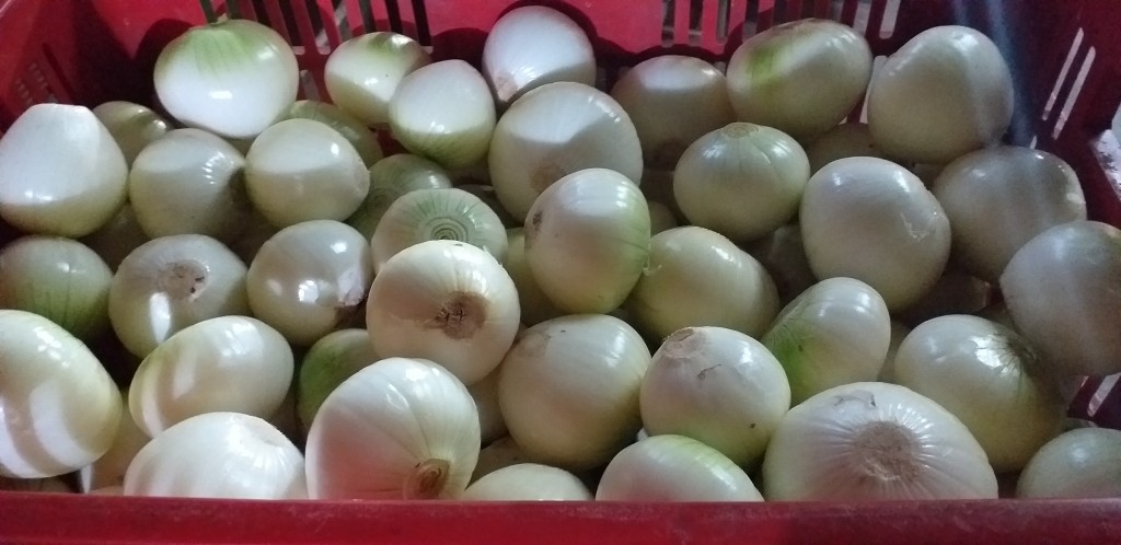 Cebolla blanca pelada