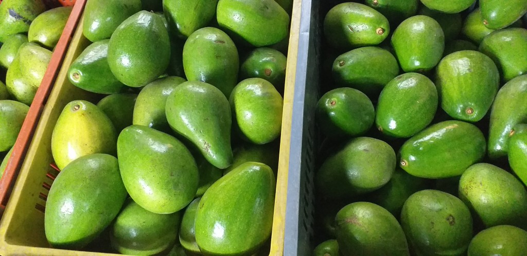 Aguacate papelillo