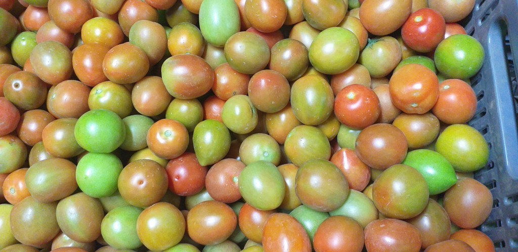 Tomate chonto 3ra/23kg