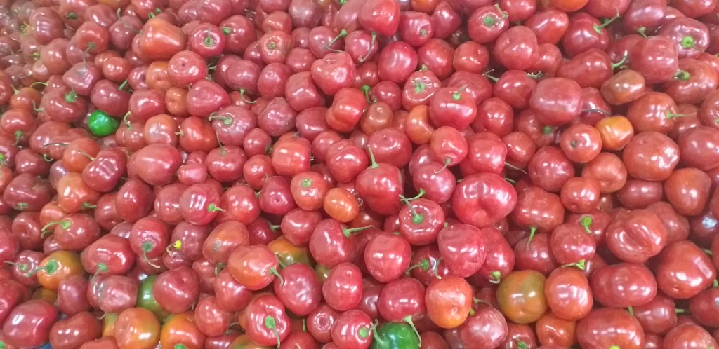 Rocoto "aji picante"