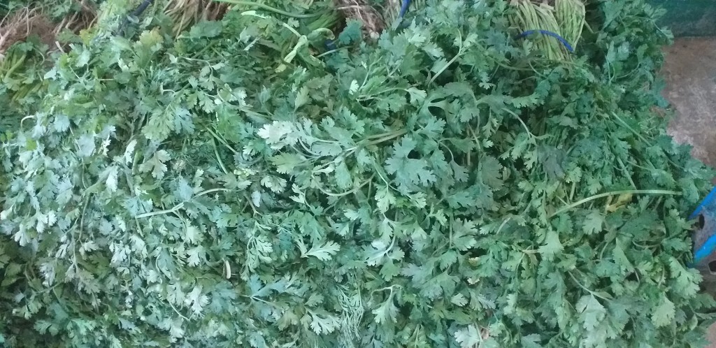 Cilantro