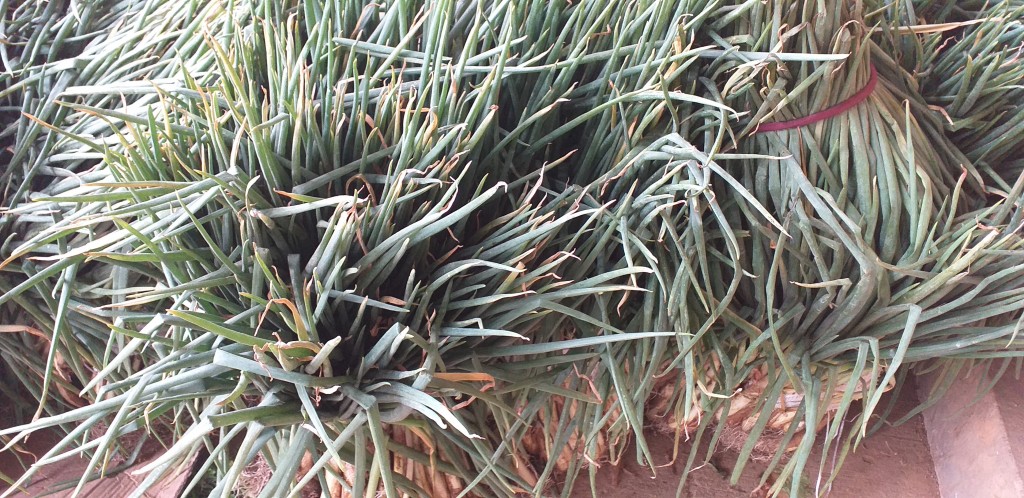 Cebolla de rama