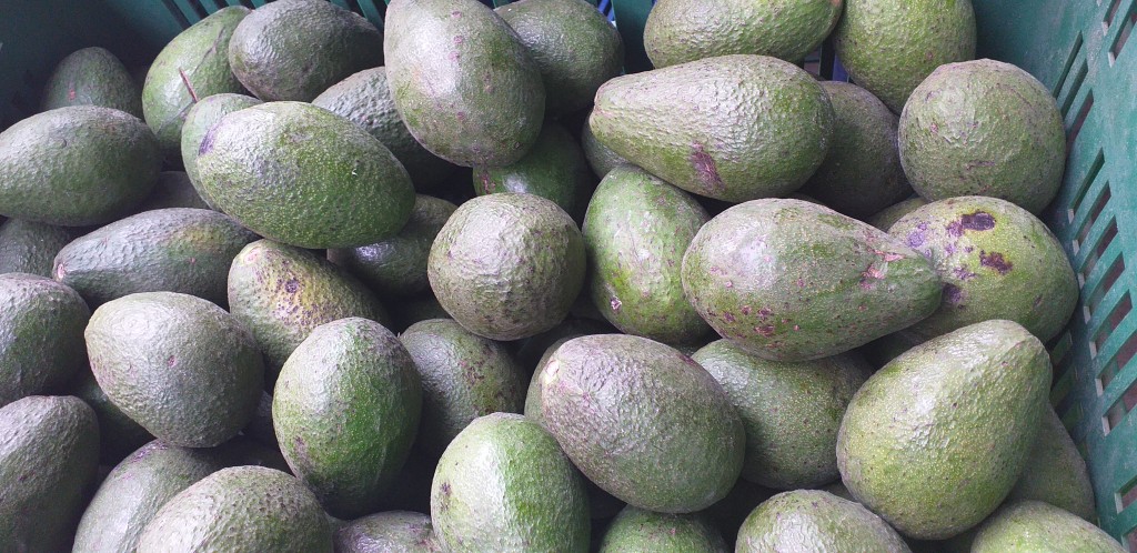 Aguacate guatemalteco