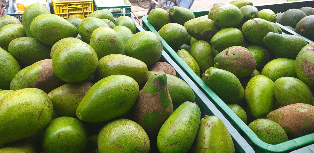 Aguacate papelillo delgado