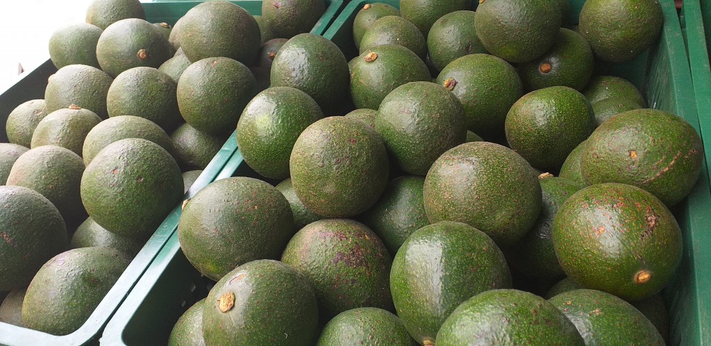Aguacate reed verde