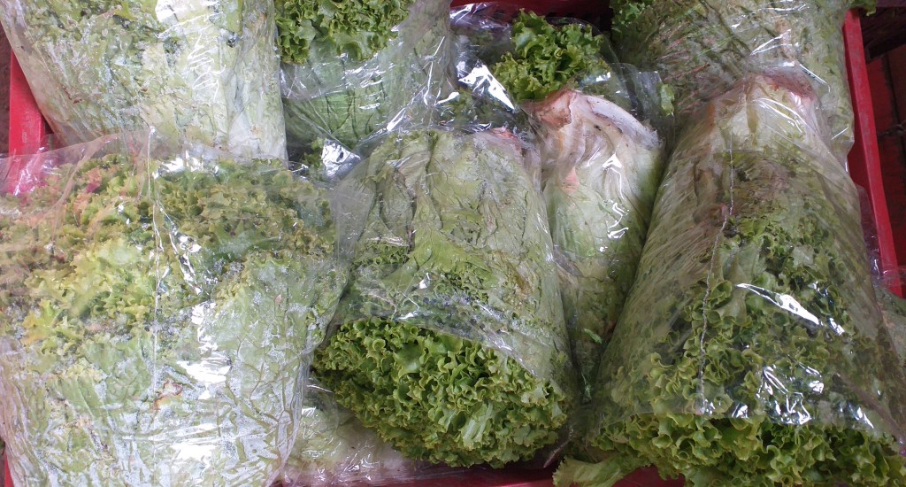 Lechuga crespa