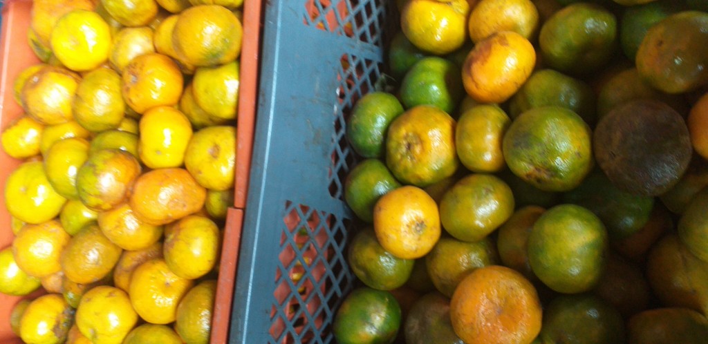 Mandarina oneca 2da