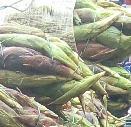 Mazorca gruesa