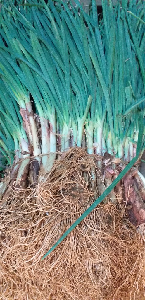 Cebolla de rama