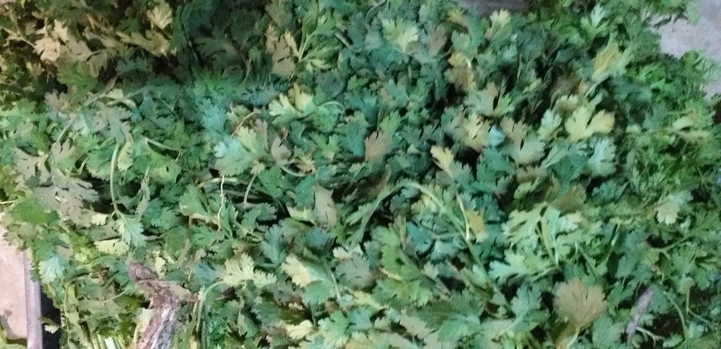 Cilantro