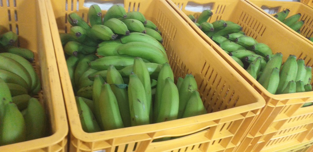 Banano verde