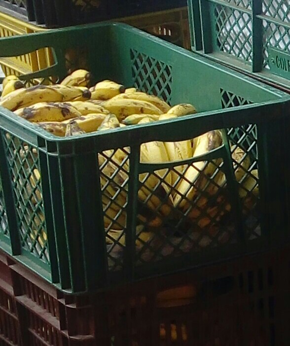 Banano criollo
