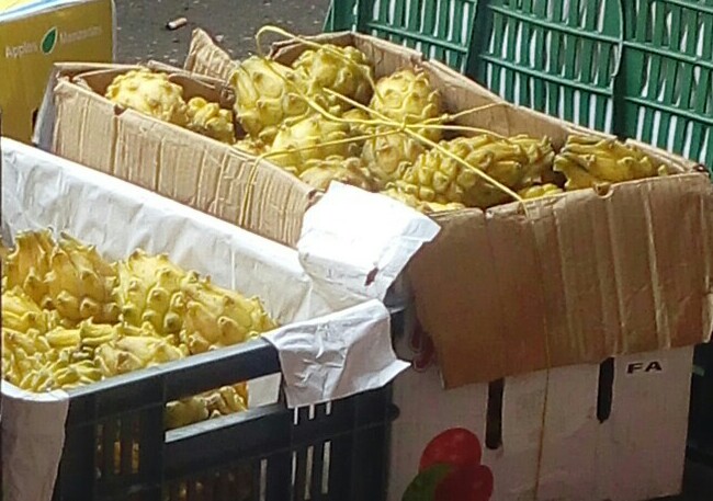 Pitaya