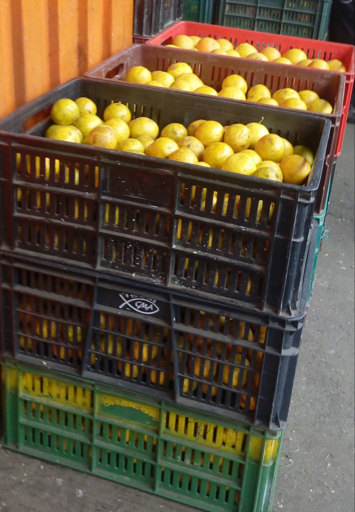 Naranja comun