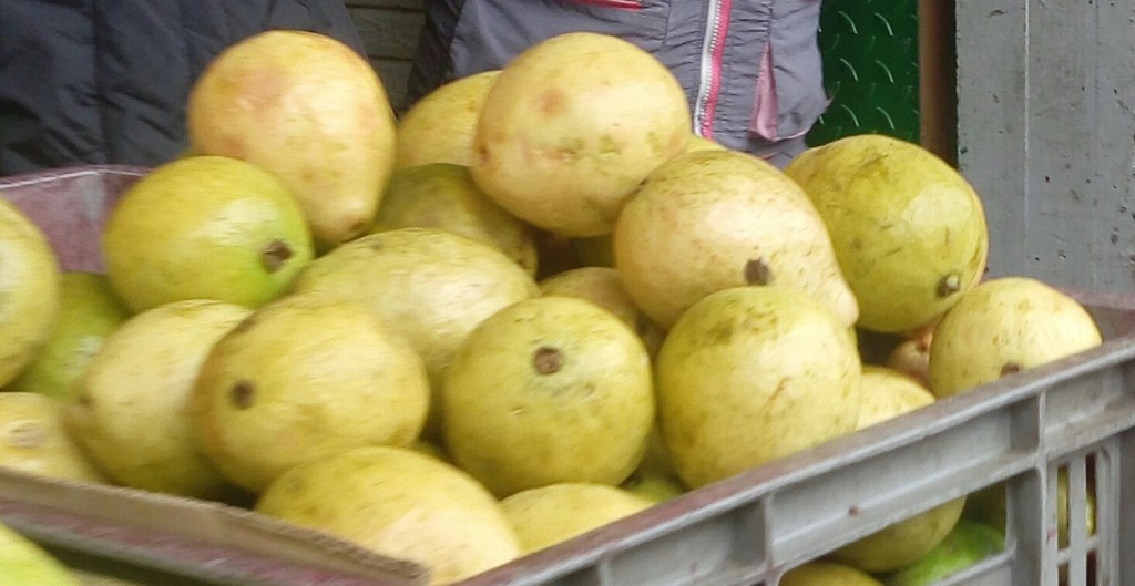 Maracuya