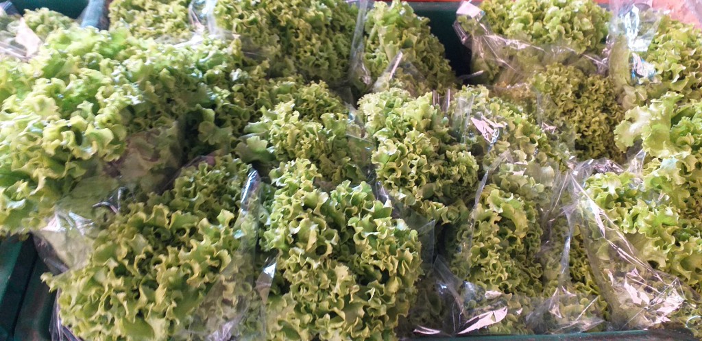 Lechuga crespa hidroponica