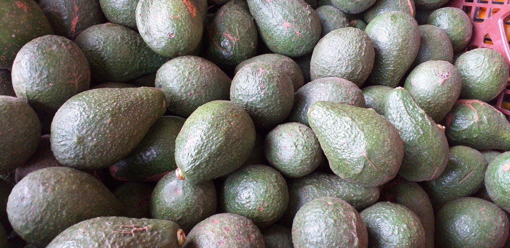 Aguacate hass