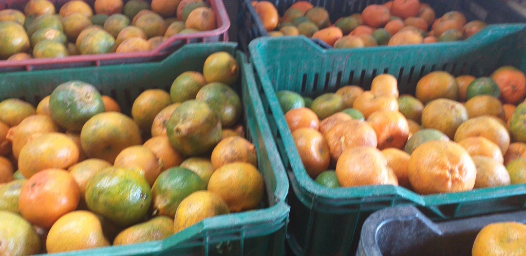 Mandarina arrayana
