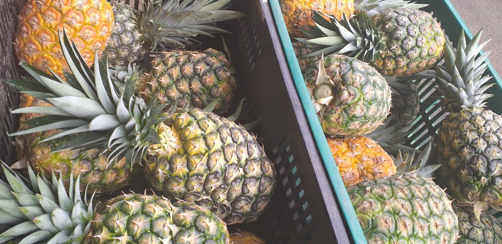 Piña oromiel 2da