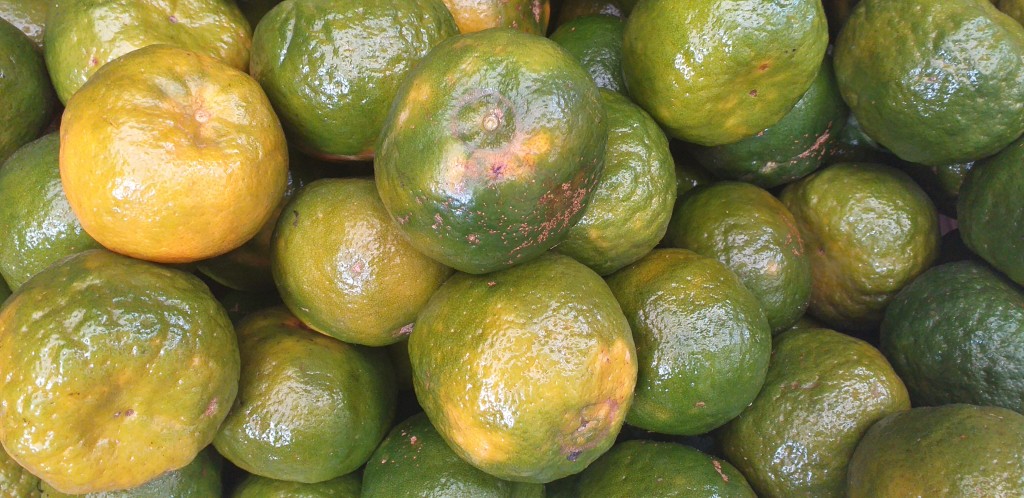 Mandarina tipo oneca