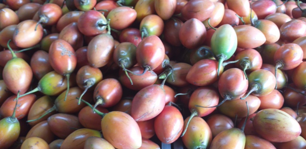 Tomate de arbol