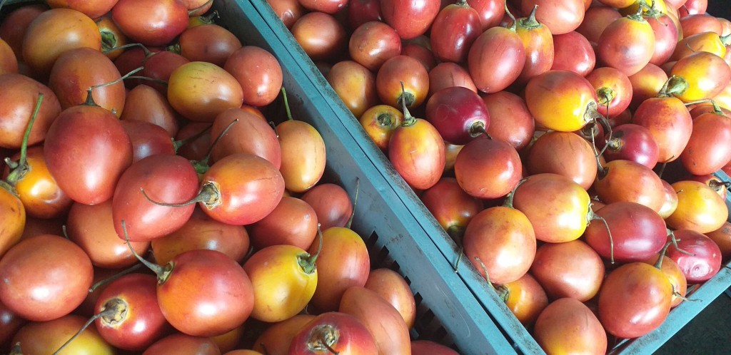 Tomate de arbol injerto