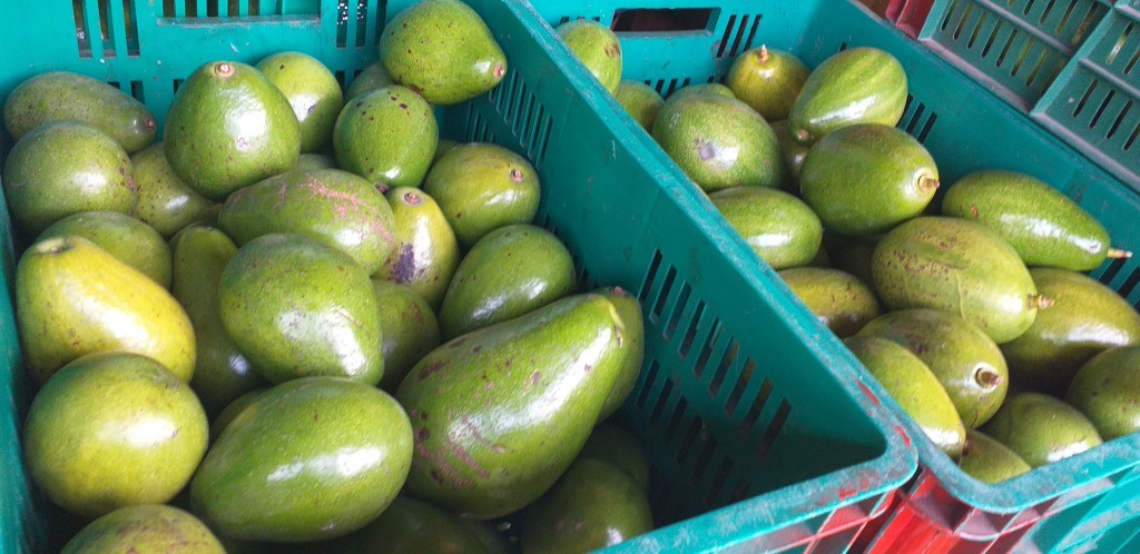 Aguacate papelillo