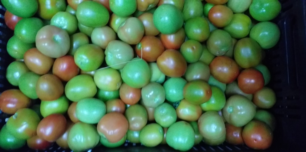 Tomate chonto de 3ra