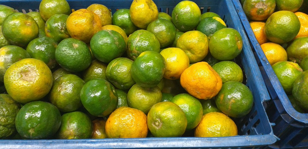 Mandarina oneca