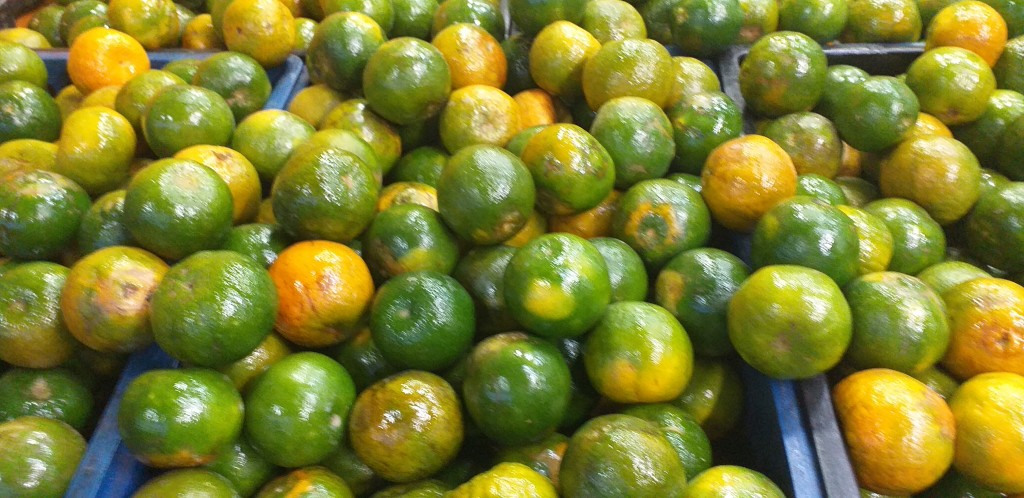 Mandarina oneca 2da