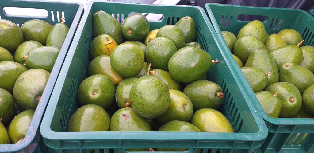 Aguacate papelillo