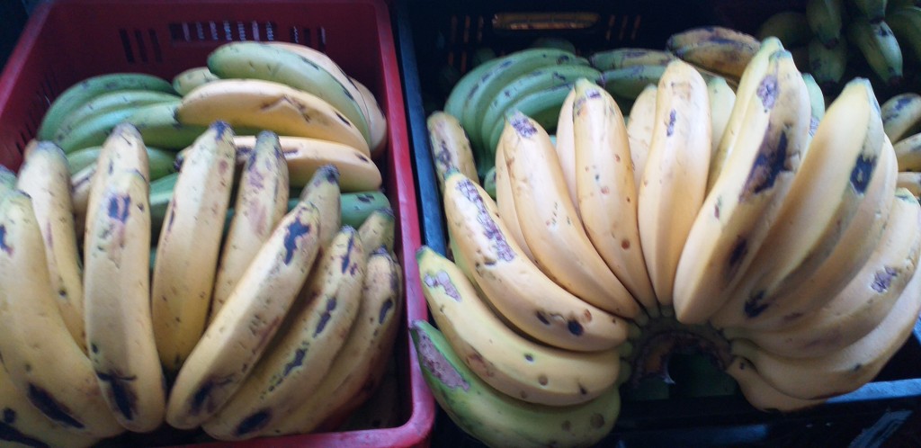 Banano criollo