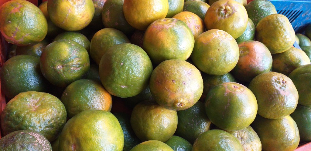Mandarina pareja