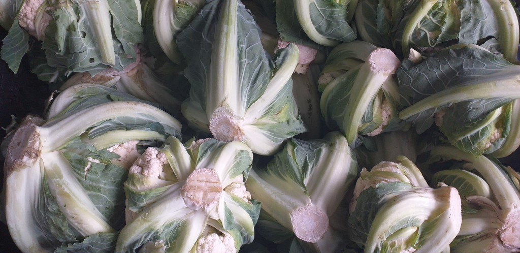 Coliflor