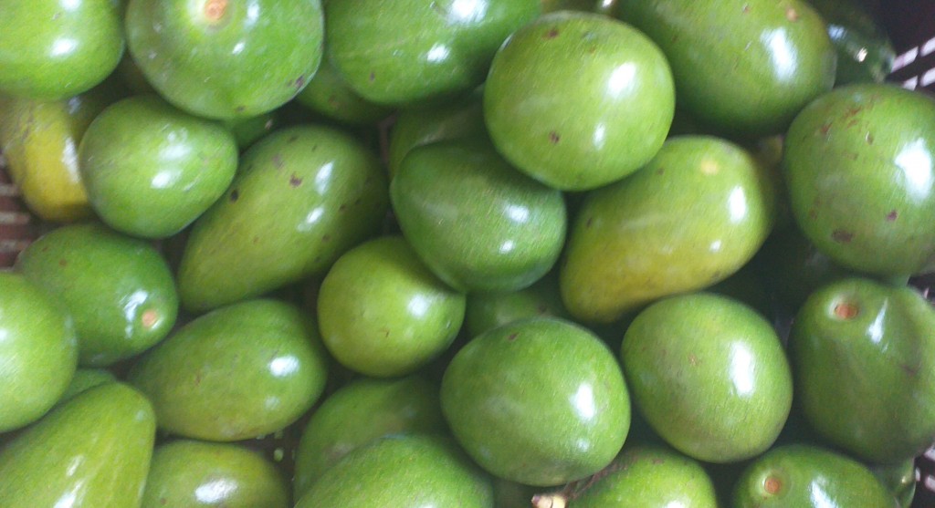 Aguacate papelillo