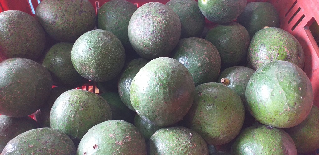 Aguacate booth 6