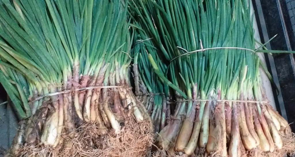 Cebolla de rama