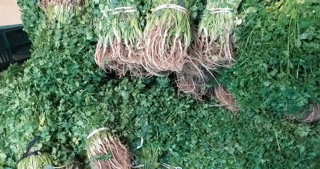 Cilantro