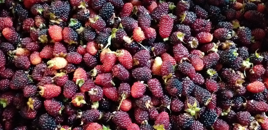 Moras del oriente