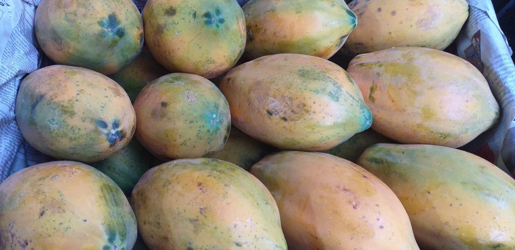 Papaya tainung