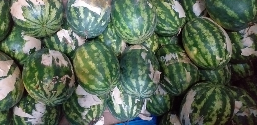 Sandia delgada