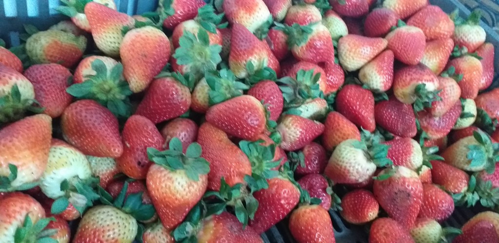 Fresa jumbo
