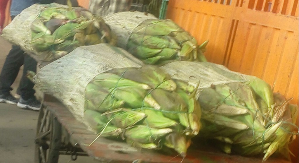 Mazorca gruesa