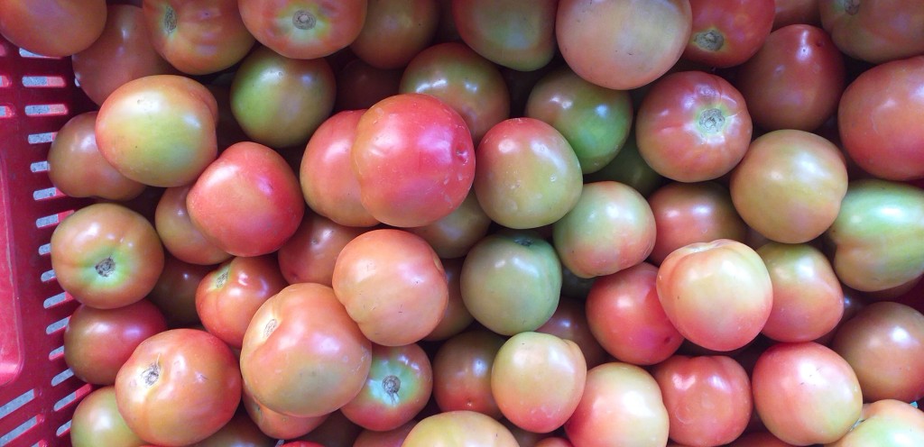 Tomate chonto