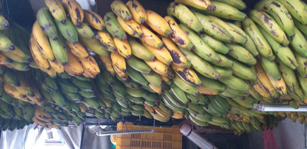 Banano criollo